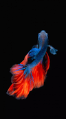 seller-image