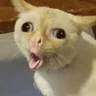 storeAvatar