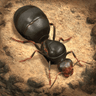 The Ants Underground Kingdom Top Up