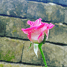 seller-image