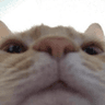 storeAvatar
