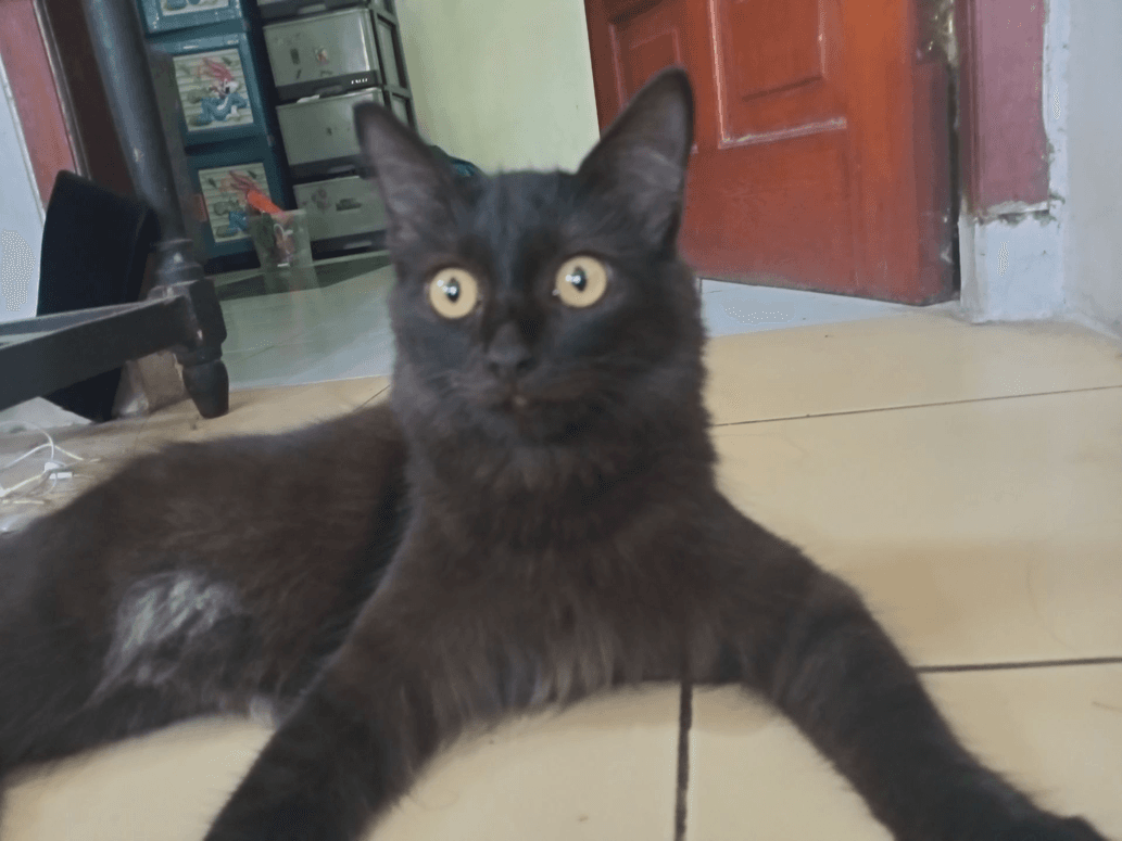 avatar Hasnanonymous