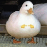seller-image