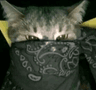 storeAvatar