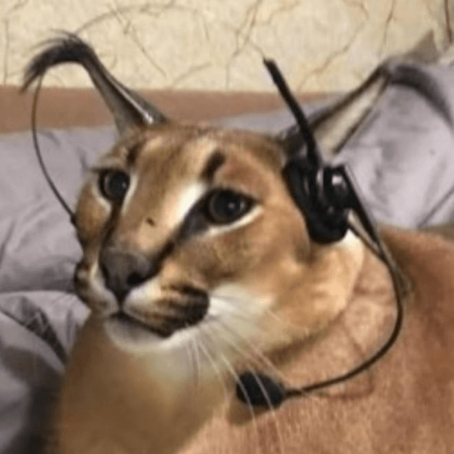 avatar Floppa Gaming