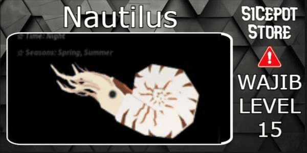 Gambar Product Nautilus Random Kg