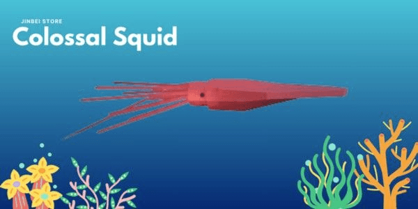 Gambar Product Colossal Squid - Fisch