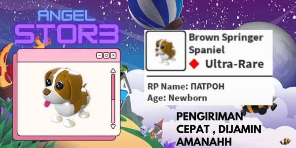 Gambar Product Brown Springer Spaniel