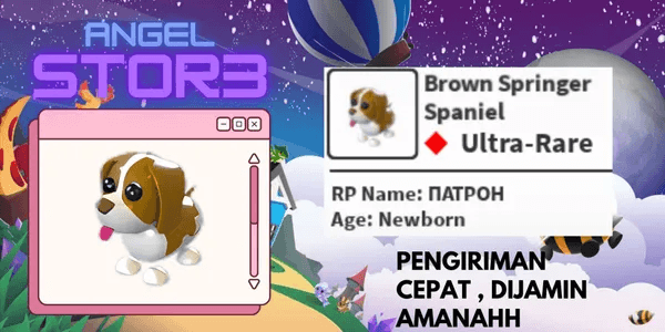 Brown Springer Spaniel