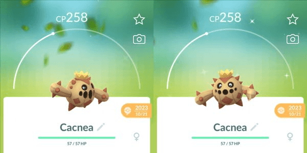 Gambar Product Cacnea Shiny