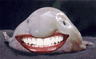 storeAvatar
