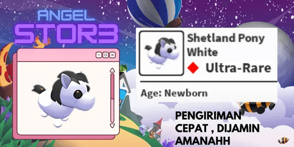Shetland Pony White