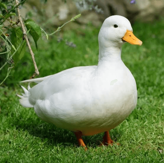 avatar Ducks store
