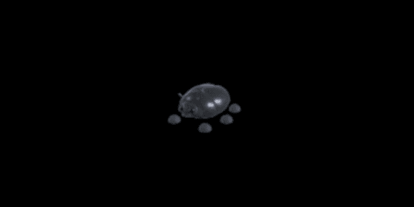 Gambar Product Giant Black Scarab FR