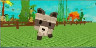 Gambar Product Racoon Raccoon Rakun