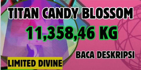 Gambar Product CANDY BLOSSOM | BIG FRUIT