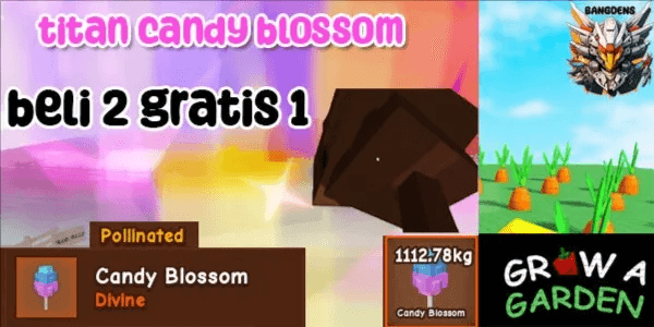 CANDY BLOSSOM TITAN GROW A GARDEN