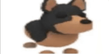 Gambar Product Australian Kelpie