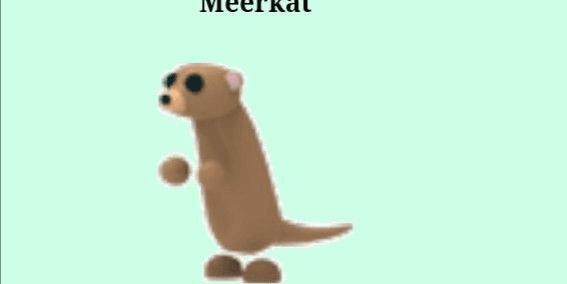 Gambar Product Meerkat