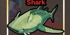 Gambar Product Flatheaded Whale Shark