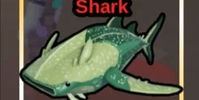 Flatheaded Whale Shark