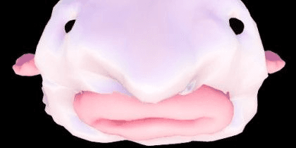 Gambar Product Blob Fish