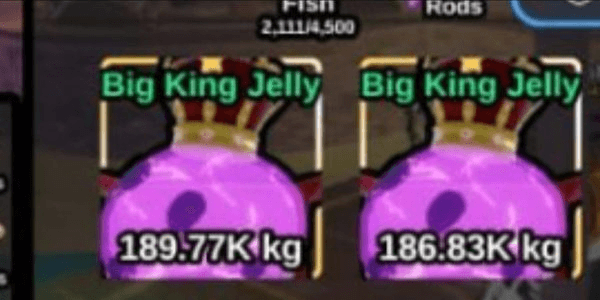 Gambar Product Big Jelly King