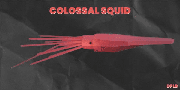 Gambar Product Colossal Squid - Buy 1 Get 1