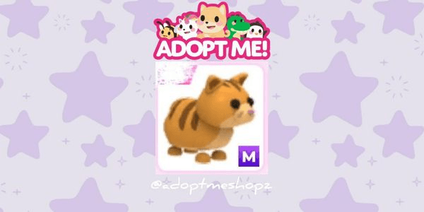 Gambar Product Ginger Cat