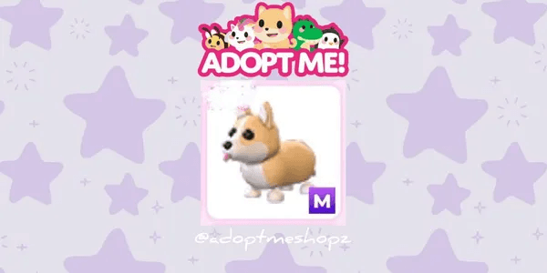Corgi