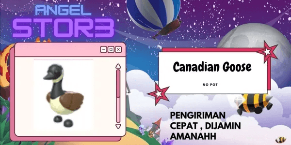 Canadian Goose