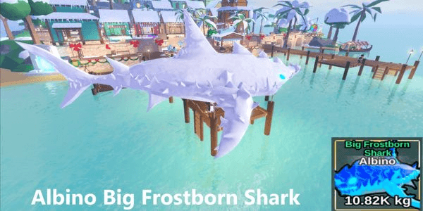 Gambar Product Albino Big Frostborn Shark
