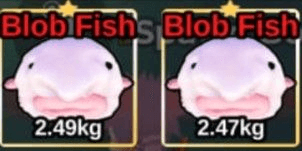 Gambar Product Blob Fish