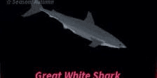 Beli Fish Great Hammerhead Shark || Greak White Shark - Fisch Fisch