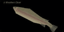 Gambar Product Trout Fish