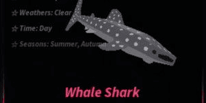 Gambar Product Whale Shark