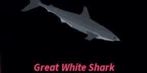 Gambar Product Great White Shark