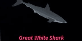 Great White Shark