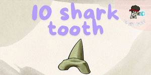 10 Shark Tooth