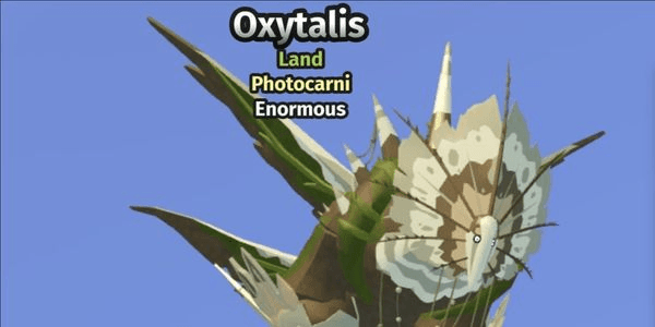 Gambar Product Oxytalis