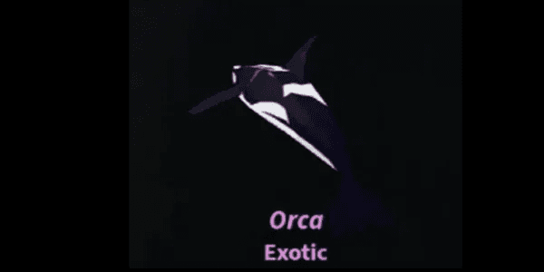 Orca