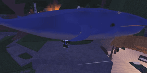 Gambar Product Blue Whale [exotic fish]