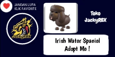 Irish Water Spaniel