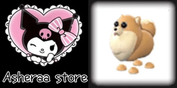 Pomeranian