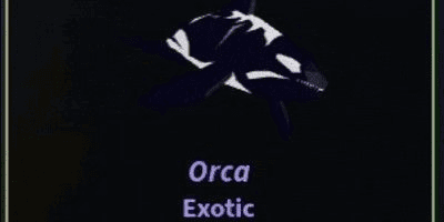Gambar Product Orca
