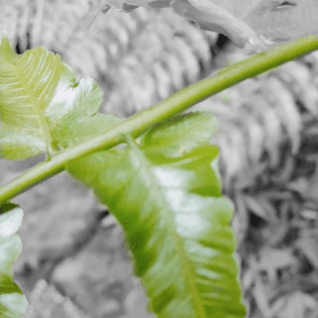 avatar WiryoJava joki