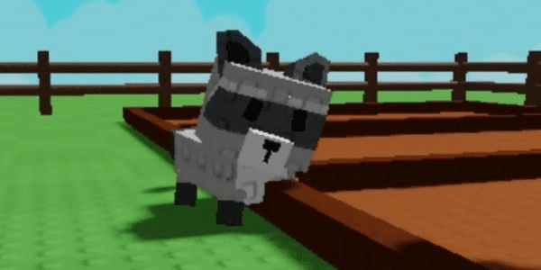 Gambar Product Raccoon