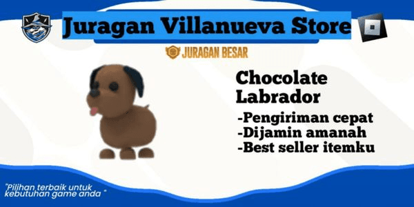 Gambar Product Chocolate Labrador