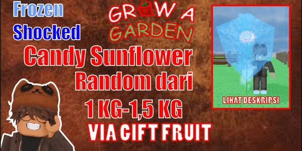 Gambar Product (RANDOM 1-1.5KG) SHOCKED + FROZEN CANDY SUNFLOWER - Grow a Garden