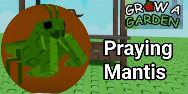 Praying Mantis - Grow A Garden